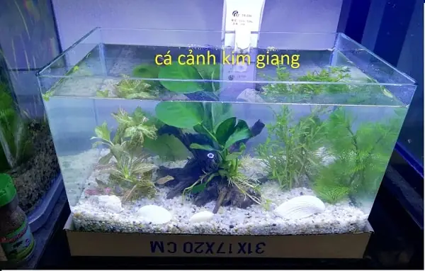 Chọn Mua Bể Cá Mini Đúc D04