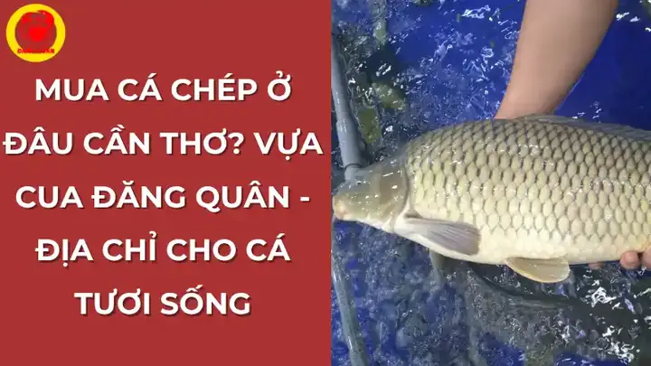 Mua Cá Chép Tươi Sống Ở Đâu Cần Thơ? Vựa Cua Đăng Quân Là Địa Chỉ Uy Tín.