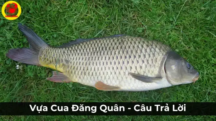 Vựa Cua Đăng Quân – Câu Trả Lời Tối Ưu Cho Câu Hỏi “mua Cá Chép Ở Đâu Cần Thơ?”
