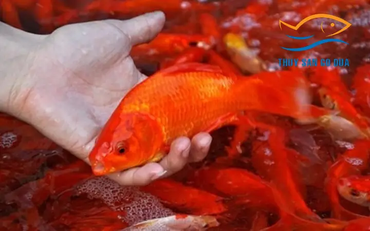 Mua Cá Chép Ở Đâu Hcm? Top 10 Địa Chỉ Uy Tín, Giá Tốt Nhất Mua Cá Chép Ở Đâu Hcm? Top 10 Địa Chỉ Uy Tín, Giá Tốt Nhất