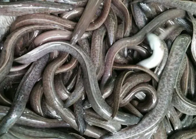 Địa Chỉ Mua Cá Chình Giống Ở Miền Bắc Uy Tín Và Chất Lượng Địa Chỉ Mua Cá Chình Giống Ở Miền Bắc Uy Tín Và Chất Lượng