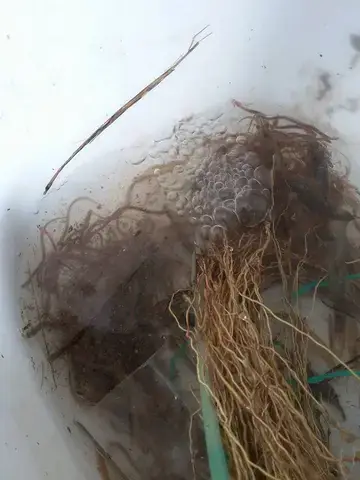 Những Kinh Nghiệm Vàng Khi Chọn Mua Cá Chình Giống Chất Lượng Những Kinh Nghiệm Vàng Khi Chọn Mua Cá Chình Giống Chất Lượng