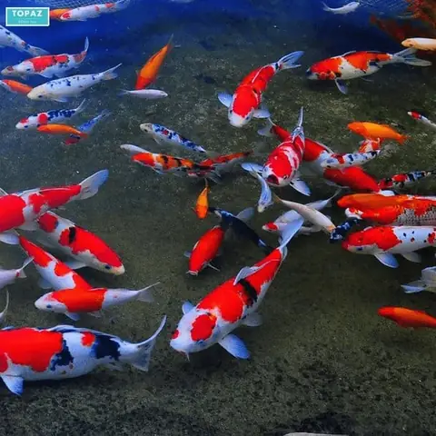 Biên Hoà Koi Farm – Nơi Bán Cá Koi Biên Hòa Giá Tốt