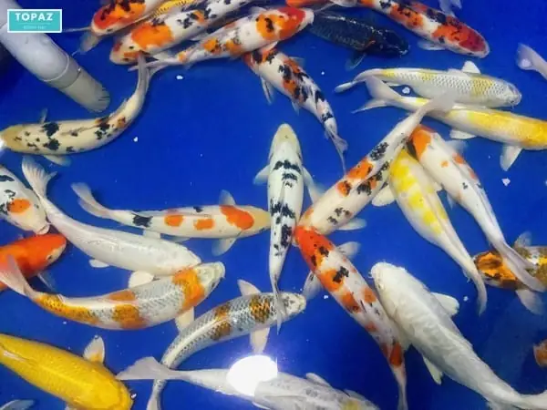 Cửa Hàng Cây Xanh Biên Hòa – Cơ Sở Cá Koi Số 1 Ở Biên Hòa