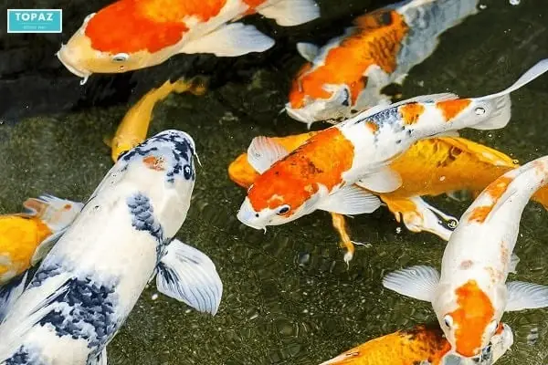 Cửa Hàng Cá Koi Qd – Địa Chỉ Mua Cá Koi Biên Hòa Chất Lượng