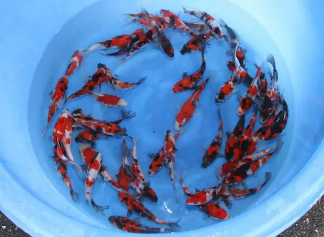 Tiêu Chí Chọn Địa Điểm Mua Cá Koi Mini Uy Tín Tại Hà Nội