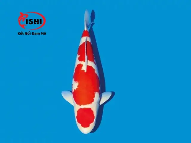 Các Loại Cá Koi Được Cung Cấp Tại Ishikoi Farm: