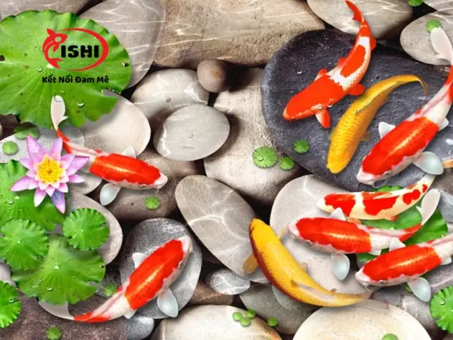 Ưu Điểm Khi Mua Cá Koi Tại Ishikoi Farm: