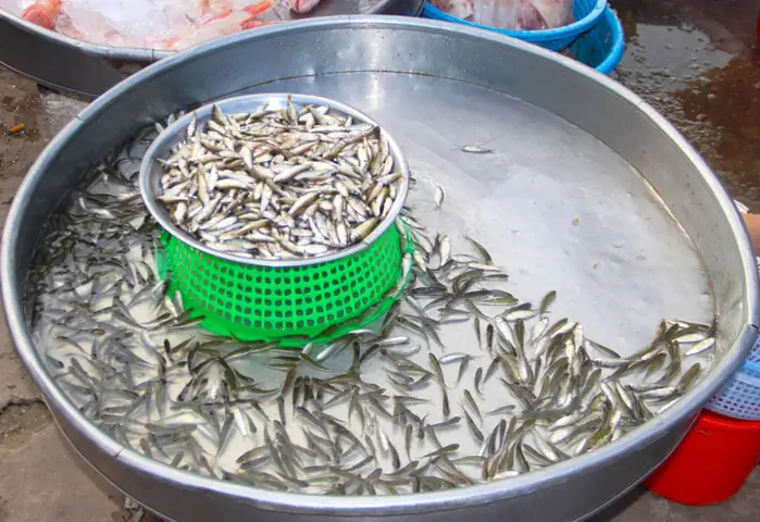 Cá Linh Non - Đặc Sản Mùa Nước Nổi