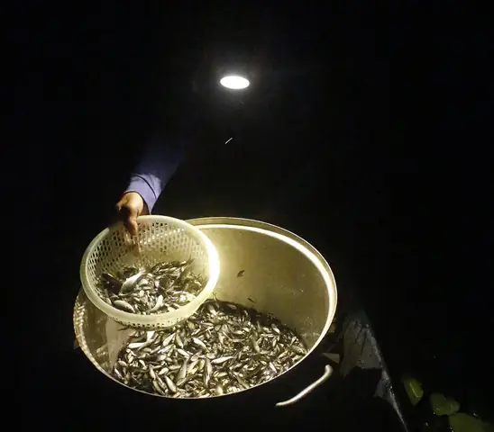 Thương Nhớ Những Mùa Cá Linh - Kỳ 2: Mùa Hội Cá Linh - Ảnh 4.