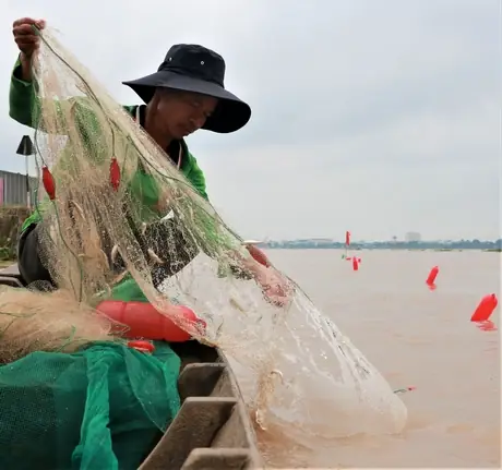 Mua Cá Lòng Tong Ở Đâu