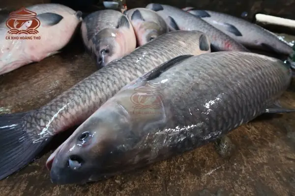 Giá Cá Trắm Đen 15kg Là Bao Nhiêu?