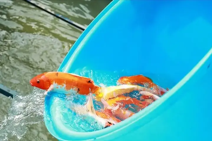 Mua Hồ Nuôi Cá Koi Bằng Nhựa: Hướng Dẫn Chi Tiết Từ A Đến Z