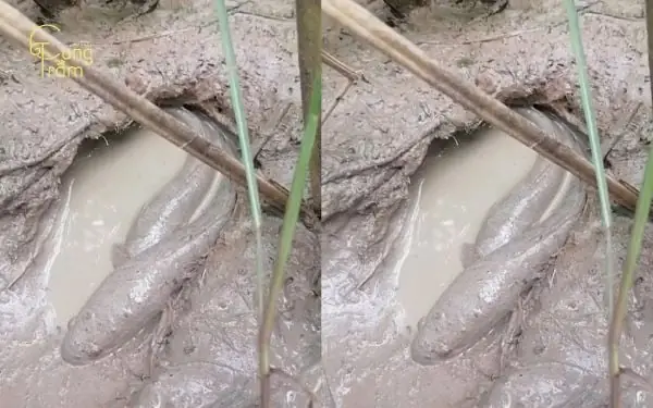 Nằm Mơ Cá Lóc Mắc Cạn