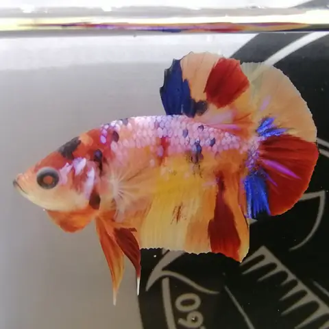 Cá Betta Koi Nemo Galaxy Thuần Màu Cá Betta Koi Nemo Galaxy Thuần Màu