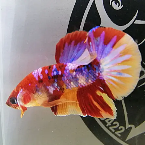 Cá Betta Koi Nemo Galaxy Star World Cá Betta Koi Nemo Galaxy Star World
