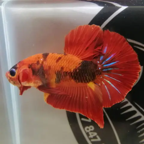 Cá Betta Koi Nemo Galaxy Red