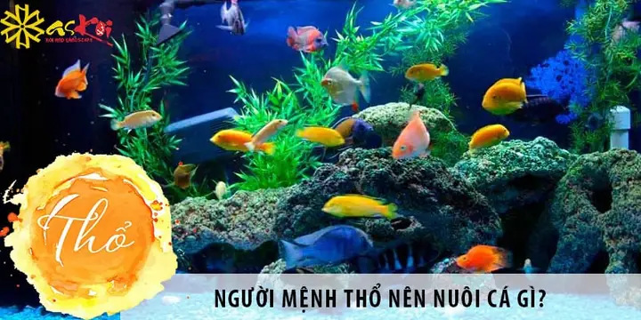 Nên Nuôi Cá Gì Trên Sân Thượng? Top 10 Loài Cá Phù Hợp Nhất Cho Khu Vườn Nhỏ