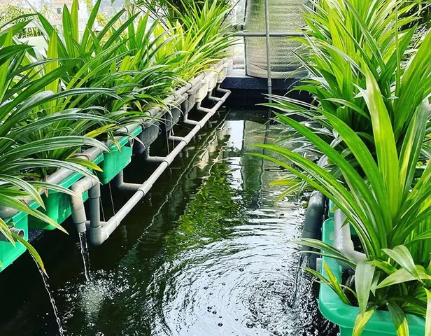 Nuôi Cá Trên Sân Thượng Có Tác Dụng Gì?