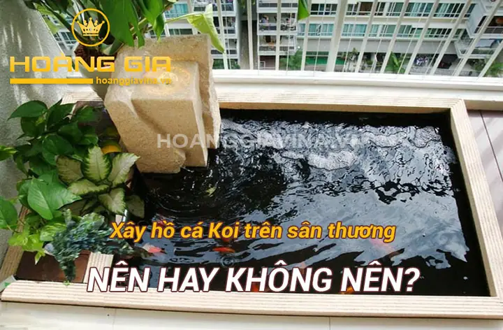Nên Nuôi Cá Gì Trên Sân Thượng? Top 10 Loài Cá Phù Hợp Nhất Cho Khu Vườn Nhỏ