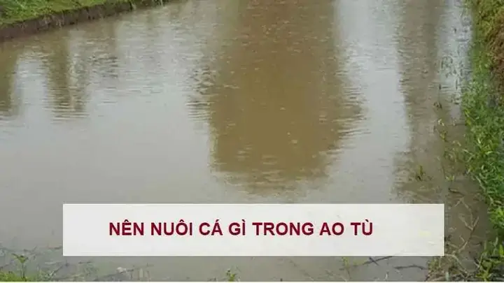 Nên Nuôi Cá Gì Trong Ao Tù: Hướng Dẫn Toàn Diện Cho Người Mới Bắt Đầu
