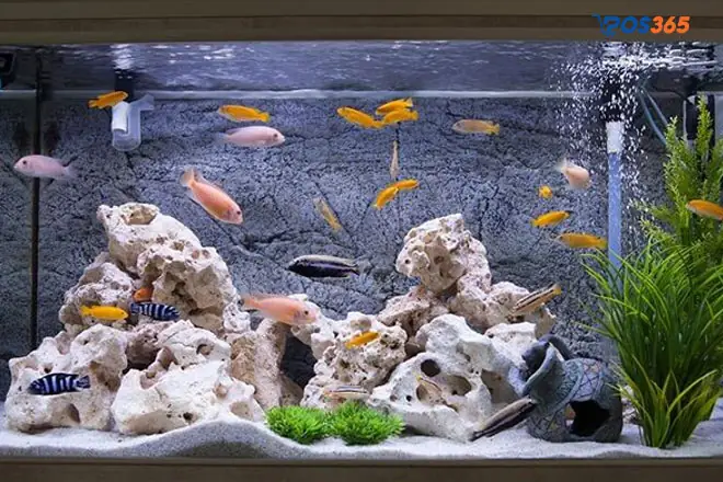 Kinh Doanh Cá Cảnh Cần Bao Nhiêu Vốn?