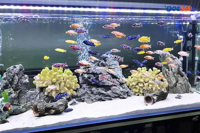 Có Nên Mở Cửa Hàng Kinh Doanh Cá Cảnh?