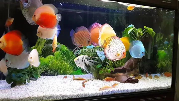 Cách Chọn Cá Cảnh Để Nuôi Cho Người Mệnh Hỏa