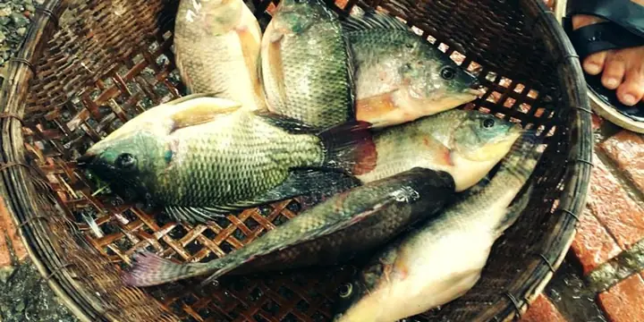 Tốt Cho Xương