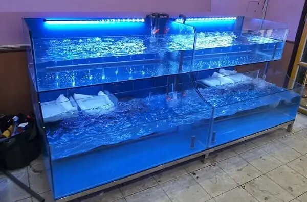 Nhà Hàng Bể Cá: Kinh Nghiệm Thiết Kế Và Vận Hành Bể Hải Sản Sống Chuẩn Chuyên Gia