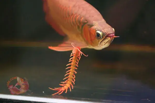 Cá Rồng Ăn Rết