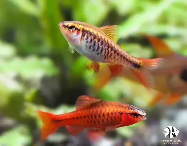 Những Bể Cá Cảnh Siêu Đẹp: Khám Phá Thiên Đường Dưới Nước Ngay Trong Nhà
