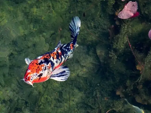 Cá Koi