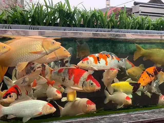 Nuôi Cá Cảnh Giúp Giáo Dục Trực Quan Cho Trẻ