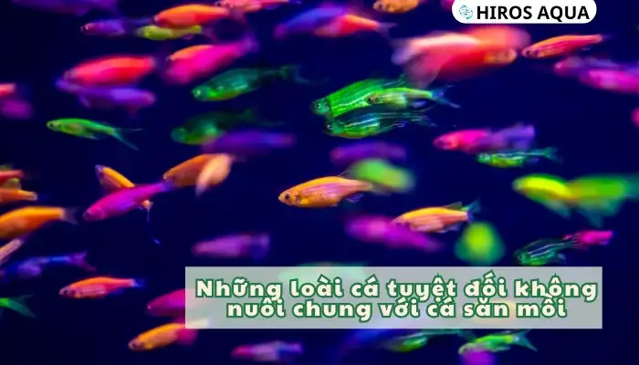 Những Loài Cá Tuyệt Đối Không Nên Nuôi Chung Với Cá Săn Mồi Mà Bạn Nên Biết