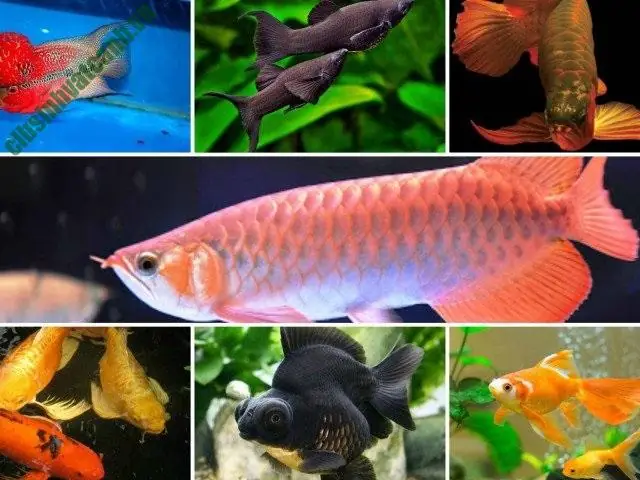 Nơi Bán Cá Cảnh Uy Tín: Hướng Dẫn Chọn Mua, Top 10 Cửa Hàng Tphcm & Bí Quyết Nuôi Cá Sống Khỏe