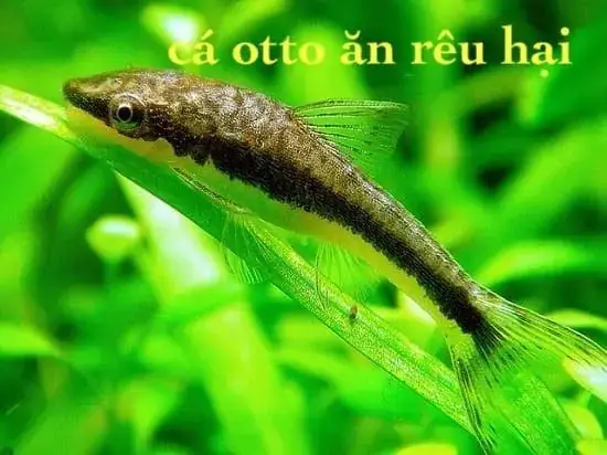 Cá Otto – “vệ Sĩ Tảo” Tuyệt Vời Cho Bể Cá Cảnh
