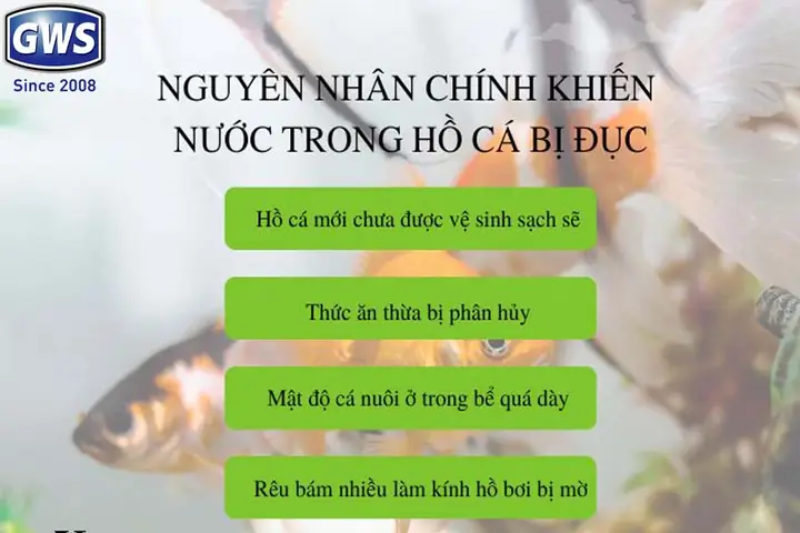 Cháº¥t Tháº£i Cá»§a Cã¡ Cáº£nh Quã¡ Nhiá»u