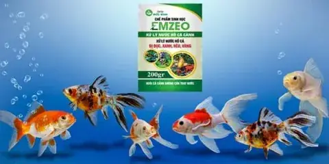 Men Xử Lý Nước Hồ Cá Cảnh Emzeo Giúp Hồ Cá Cảnh Luôn Sạch Sẽ