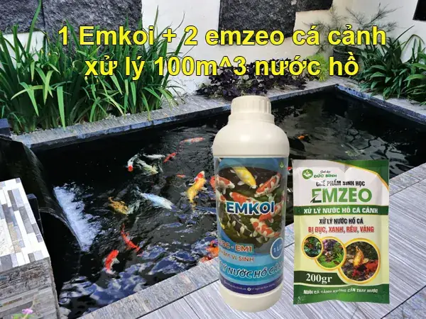 Vì Sao Nước Hồ Cá Bị Vàng? 3 Cách Xử Lý Hiệu Quả Nhất