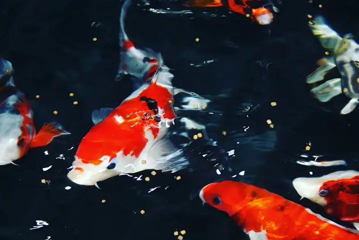 Tại Sao Nước Trong Hồ Cá Koi Bị Tanh