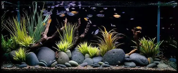 Mực Nước Nuôi Cá Rồng