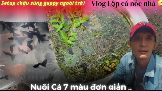 Nuôi Cá 7 Màu Ngoài Trời: Hướng Dẫn Chi Tiết Từ A Đến Z