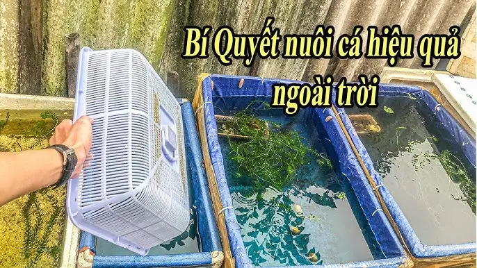 Nuôi Cá 7 Màu Ngoài Trời: Hướng Dẫn Chi Tiết Từ A Đến Z