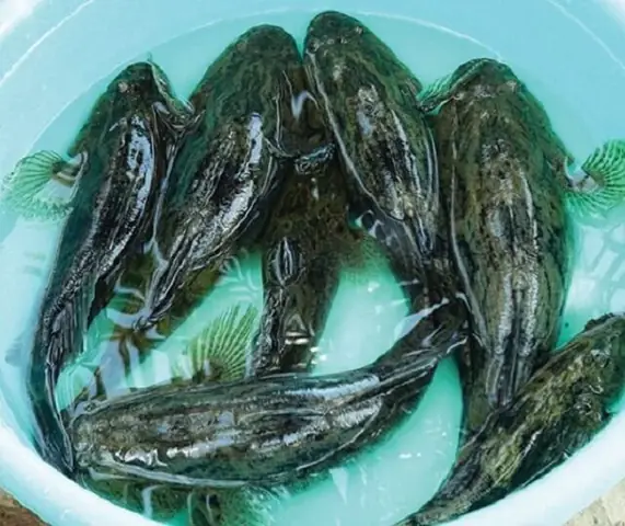 Phòng Và Trị Bệnh Cho Cá Bống Tượng