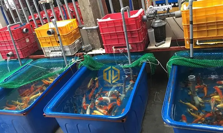 Cách Chọn Thùng Nhựa Nuôi Cá Cảnh
