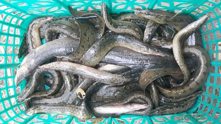 Dinh Dưỡng Và Quản Lý Môi Trường Sống