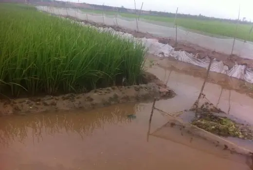 Chuẩn Bị Ruộng Nuôi