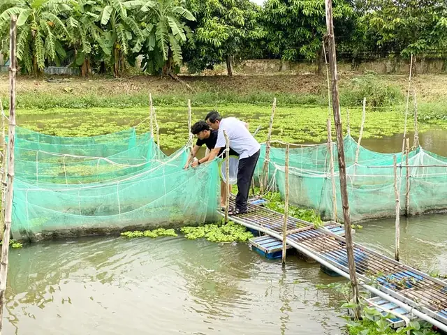 Sinh Sản Nhân Tạo Thành Công Cá Chạch Sông