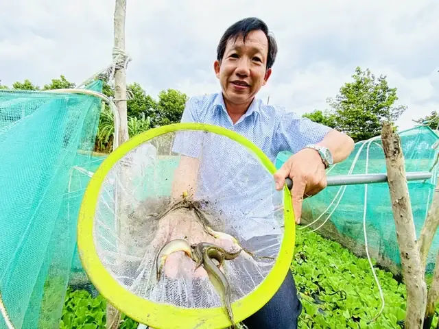 Sinh Sản Nhân Tạo Thành Công Cá Chạch Sông